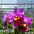 Cattleya Taijung Beauty / 10 Blooming Plants