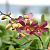 Dendrobium Senberry MLTF / 100 Seedlings