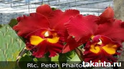 Cattleya Rlc.Phet Paithoon / 100 Seedlings