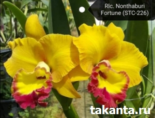 Cattleya Rlc.Nonthaburi Fortune / 100 Seedlings