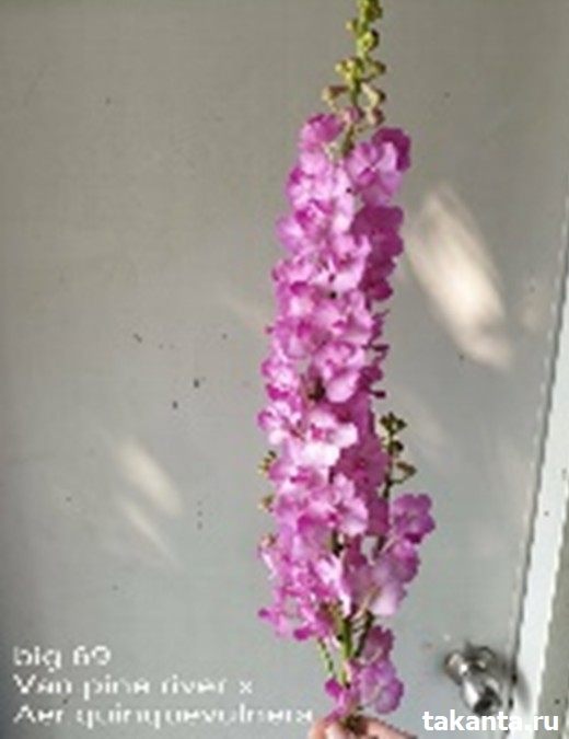 Prra. Victoria Tkatohenko/ 10 Blooming Plants