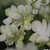 Dendrobium White Liberty / 20 Blooming Plants