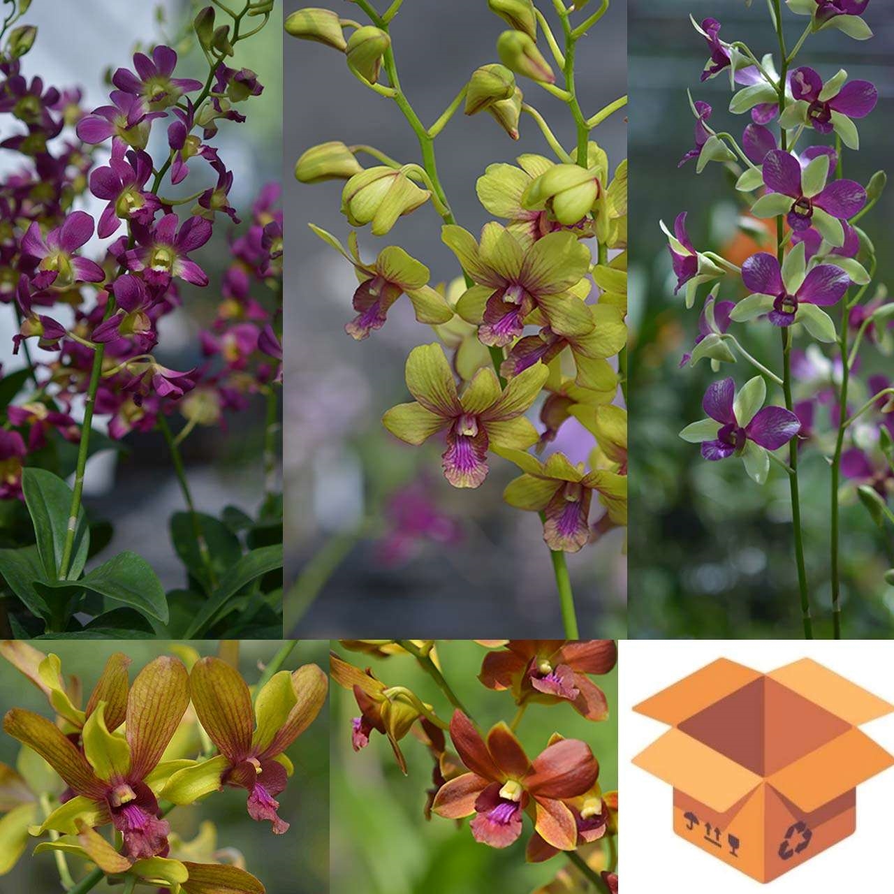 Wholesale Dendrobium Hybrids Assorted Color 4 Inch Pot / 60 flowering plants