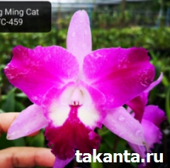 Cattleya Qing Ming Cat / 5 flasks