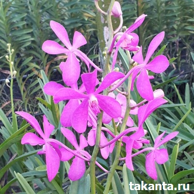 Mokara Calipso / 10 Blooming Plants