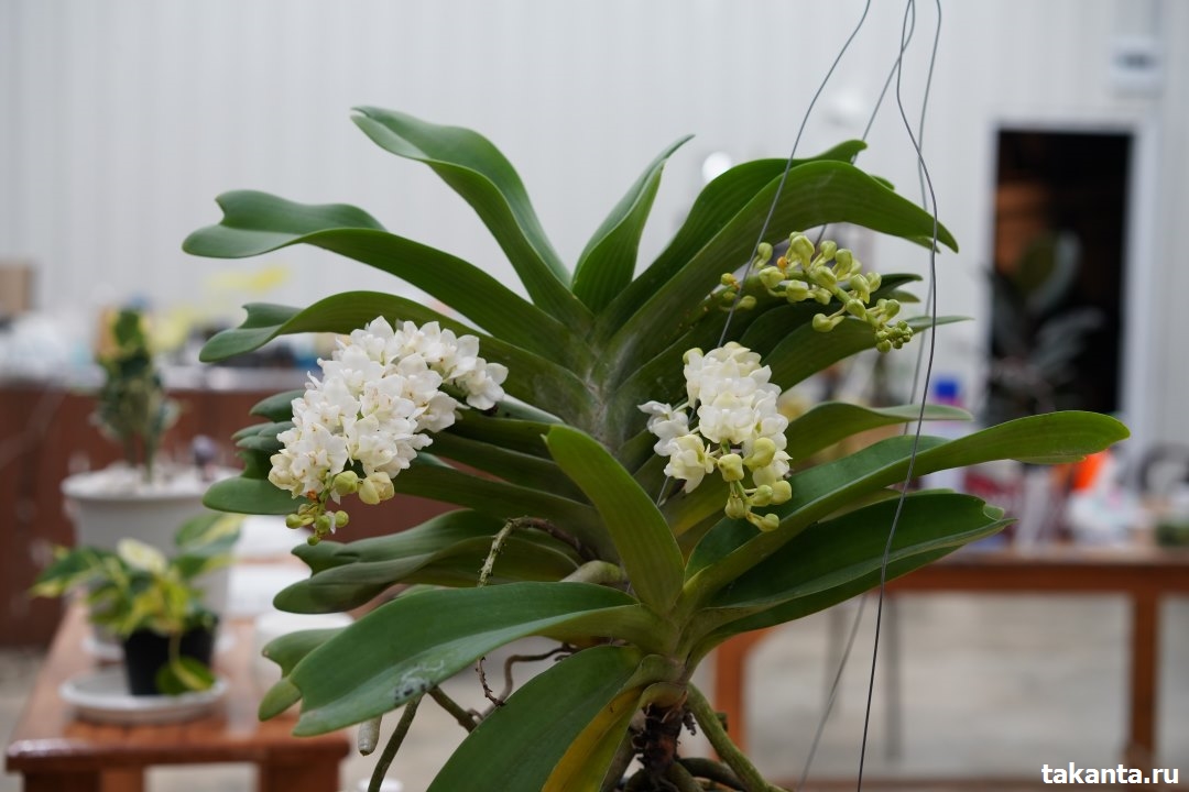 Rhynchostylis hybrids white form / 10 Blooming Plants
