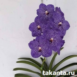 V. Adisak Blue/ 10 Blooming Plants