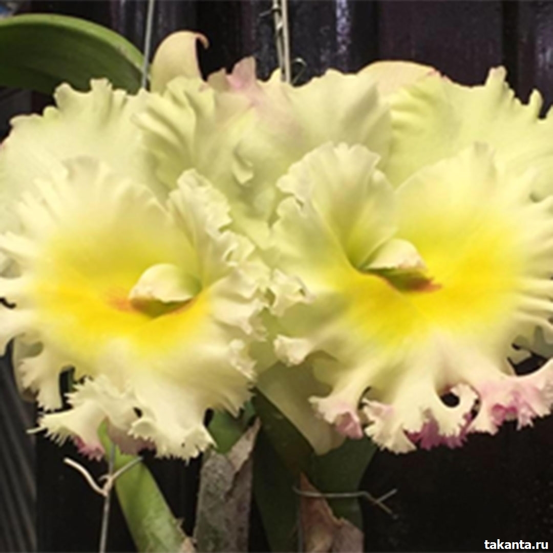 Rhyncholaeliocattleya Siam White ‘The Best’ / 100 Seedlings