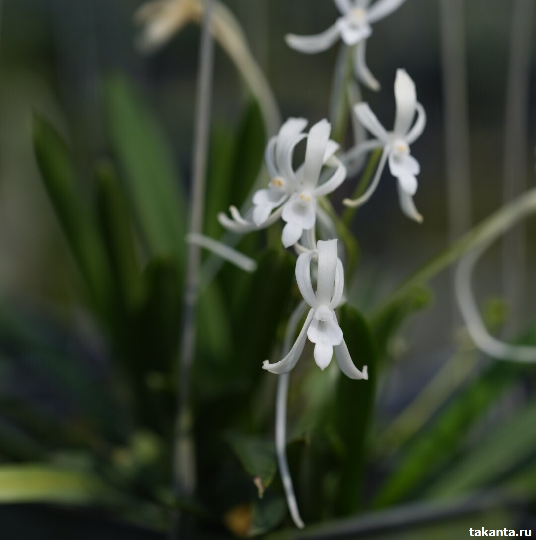 V. Neofinetia falcata / 10 Blooming Plants
