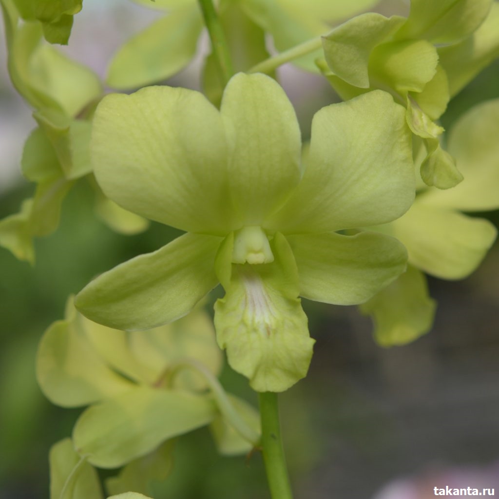 Dendrobium Aredung Green / 20 Blooming Plants