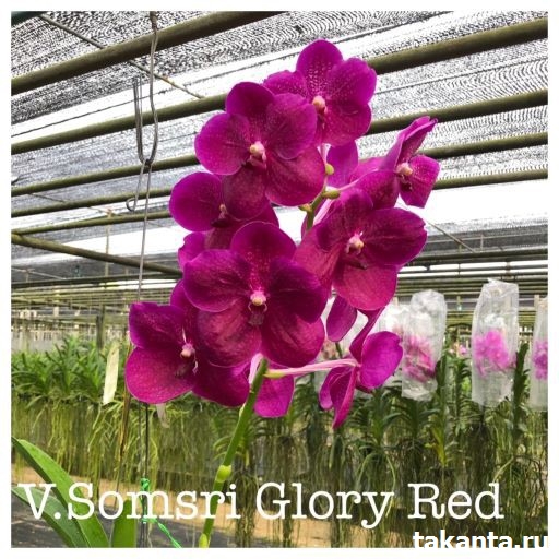 Vanda Somsri Glory Red / 50 Seedlings