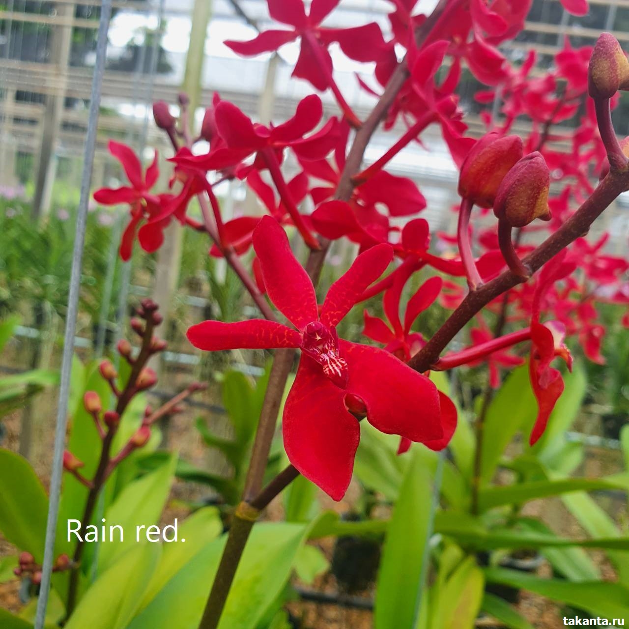 Ren. Rain red/ 10 Blooming Plants