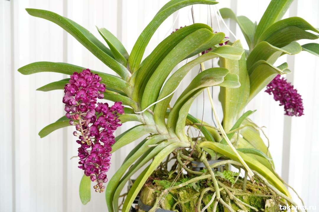 Rhynchostylis hybrids red form / 10 Blooming Plants