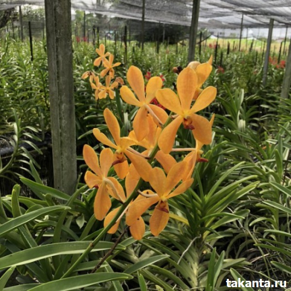 Mokara Omyai Orange / 10 Blooming Plants