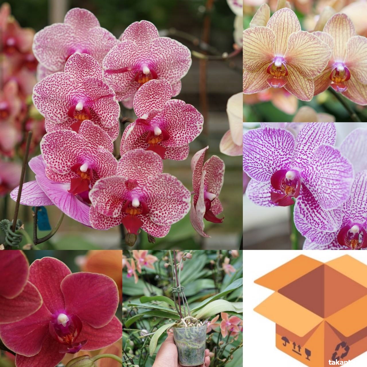 Wholesale Phalaenopsis Hybrids Assorted Color 2.5 inch pot / 60 flowering plants