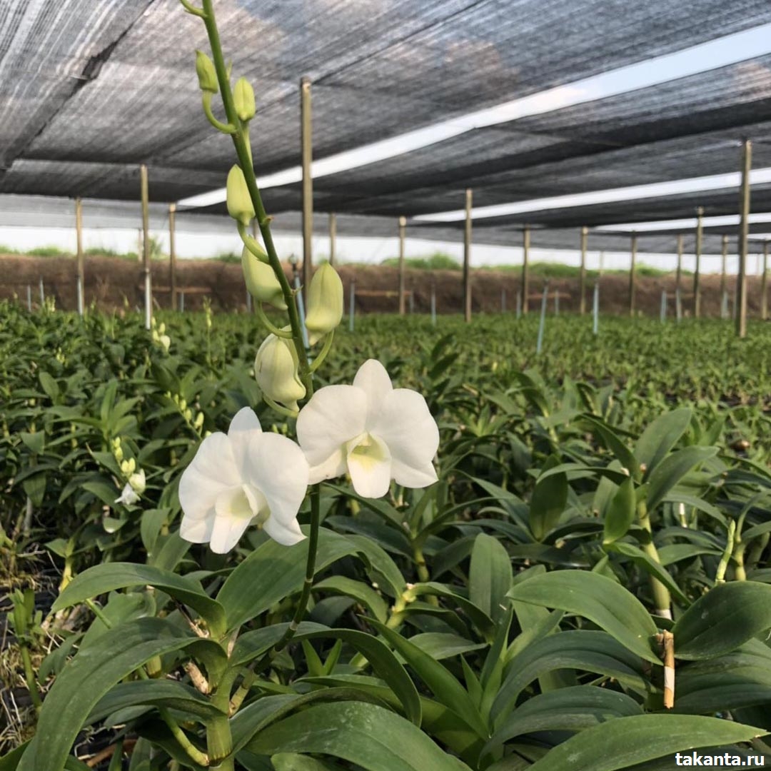 Dendrobium Suphanburi White / 20 Blooming Plants