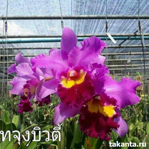 Cattleya Taijung Beauty / 10 Blooming Plants