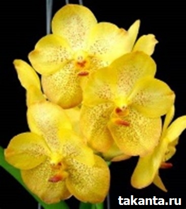 V. Kriangchai Yellow / 10 Blooming Plants