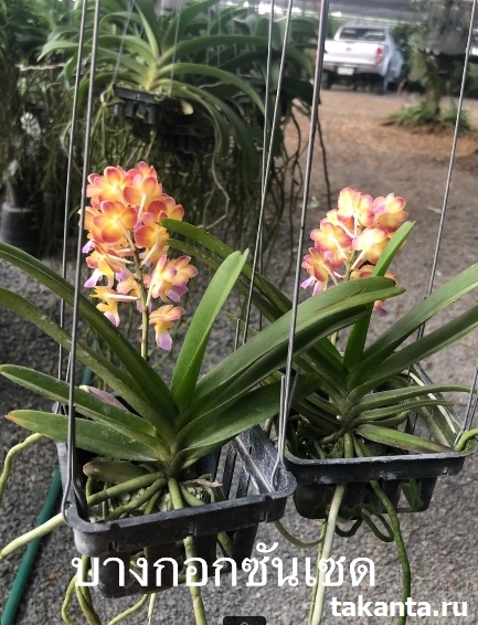 Vanda Ascocenda Bangkok Sunset/ 10 Blooming Plants