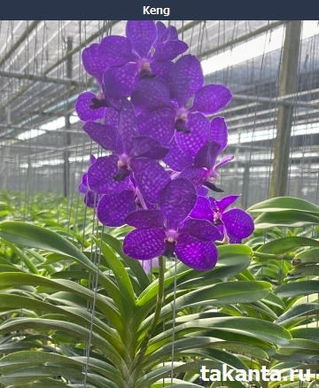 V. Beauty x Varut Fruhsia / 10 Blooming Plants