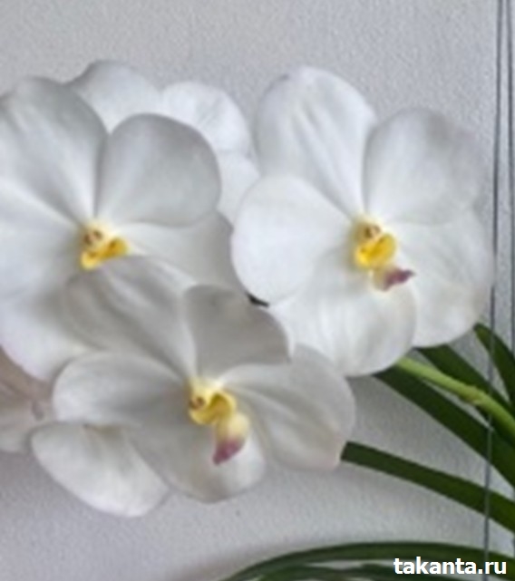 V. Nopporn White Diamond / 10 Blooming Plants
