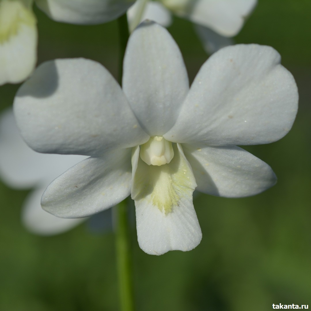 Dendrobium White Shawin / flask