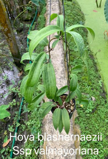 Hoya Blashernaezii ssp Valmayoriana