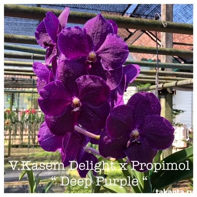 Vanda Kasem Delight x Propimol ‘Deep Purple’ / 50 Seedlings
