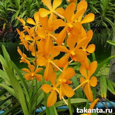 Mokara Sayan Bangkhuntien / 10 Blooming Plants