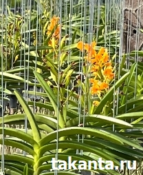 Ascocentiumminiatum/ 10 Blooming Plants