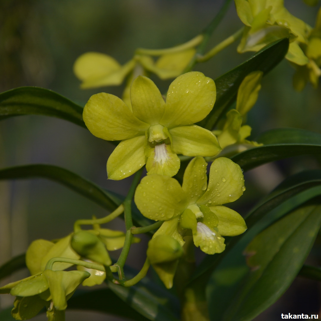 Dendrobium Sripai / 20 Blooming Plants