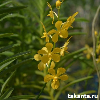 Mokara Chaopraya Gold / 10 Blooming Plants