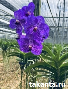 V.Dr.Anek x Ratchaburi Blue JK / 10 Blooming Plants