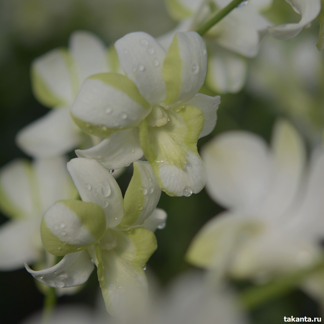 Dendrobium White Liberty / 100 Seedlings