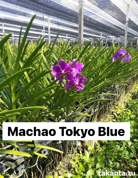 VT. Machao Tokyo Blue / 10 Blooming Plants