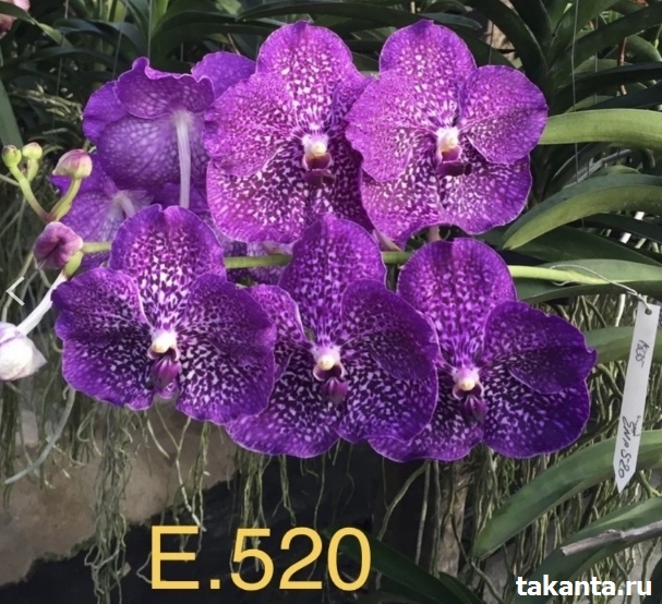 V. ROTHSHCHILDIANA X V. BI7Z’S HEARTHROS #E520/ 10 Blooming Plants