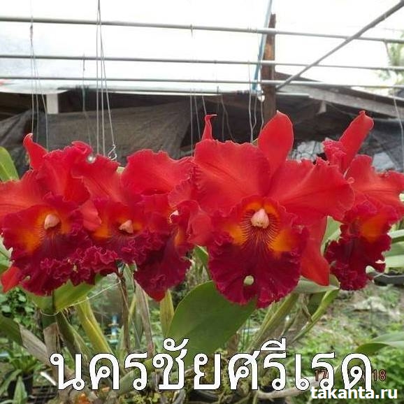 Rhyncholaeliocattleya Nakhonchaisri Red / 10 Blooming Plants