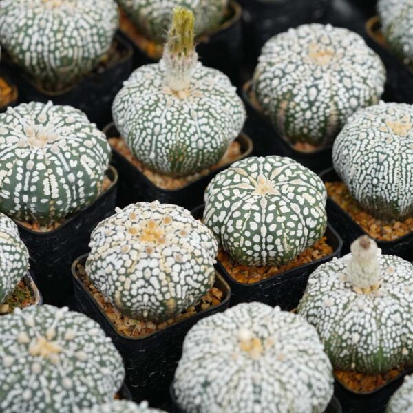 Astrophytum asterias ‘Super Kabuto’
