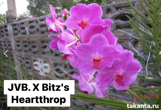 V. Hilo Rose X V.Bitz’s Heartthrop #1/ 10 Blooming Plants