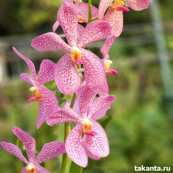 Mokara Pink Jubkuan / 10 Blooming Plants