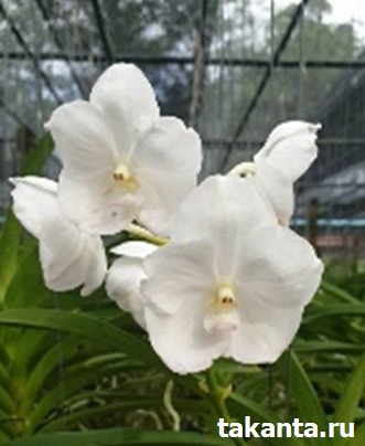 V. Chulee White / 10 Blooming Plants