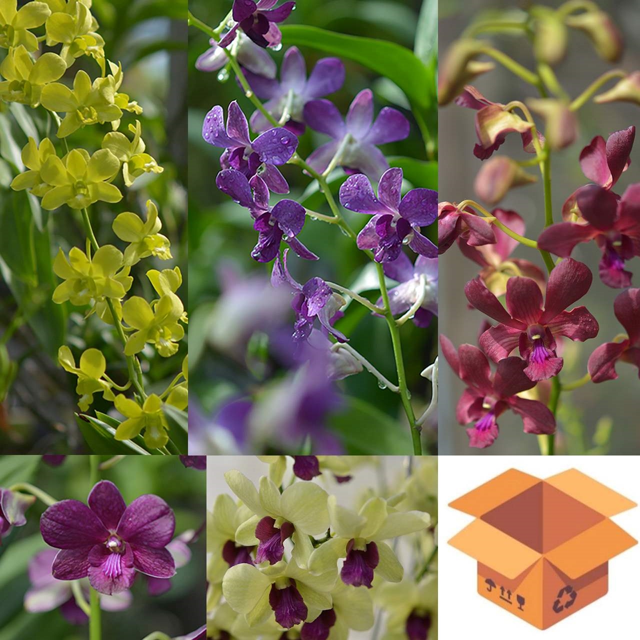 Wholesale Dendrobium Hybrids Assorted Color 4 Inch Pot “Exclusive”/ 50 flowering plants