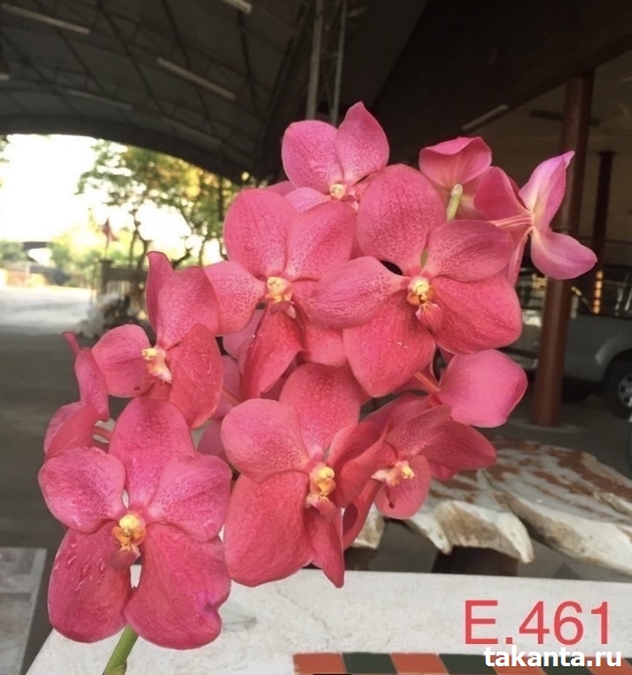 V. KALSOM x DR. ANEK #E461/ 10 Blooming Plants