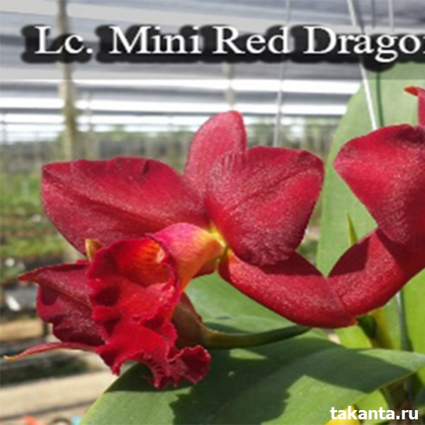 Laeliocattleya Mini Red Dragon / 100 Seedlings