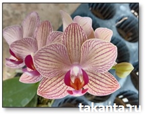 Phalaenopsis P23-39 / 100 Seedlings