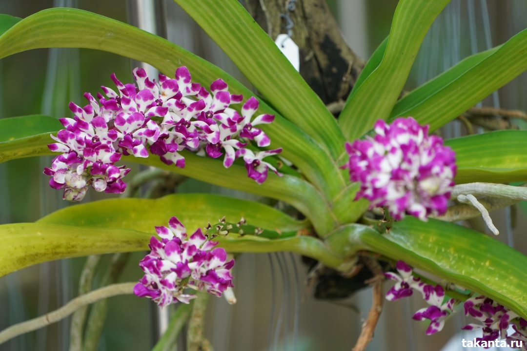 Rhynchostylis hybrids spotted form / 10 Blooming Plants