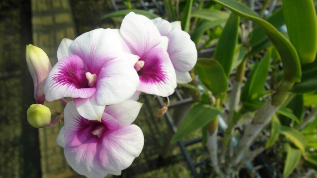 Фласки орхидей - заказать в интернет-магазине Таканта