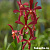 Mokara Top Red / 10 Blooming Plants