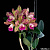 Cattleya Vianaire Leopard / 10 Blooming Plants