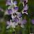 Dendrobium Aredung Blue / 20 Blooming Plants